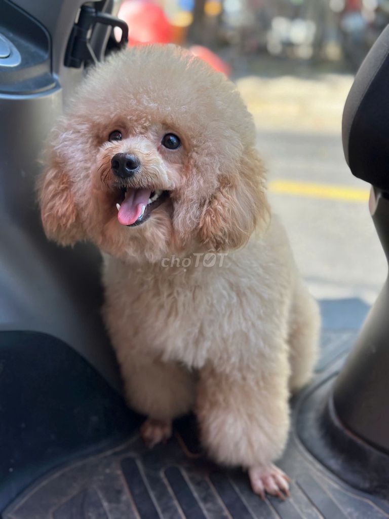 Chó Poodle cái hơn 1 tuổi. Mua bán Chó tại Huyện Hòa Vang Đà Nẵng được đăng bởi Diệu Võ hình 1
