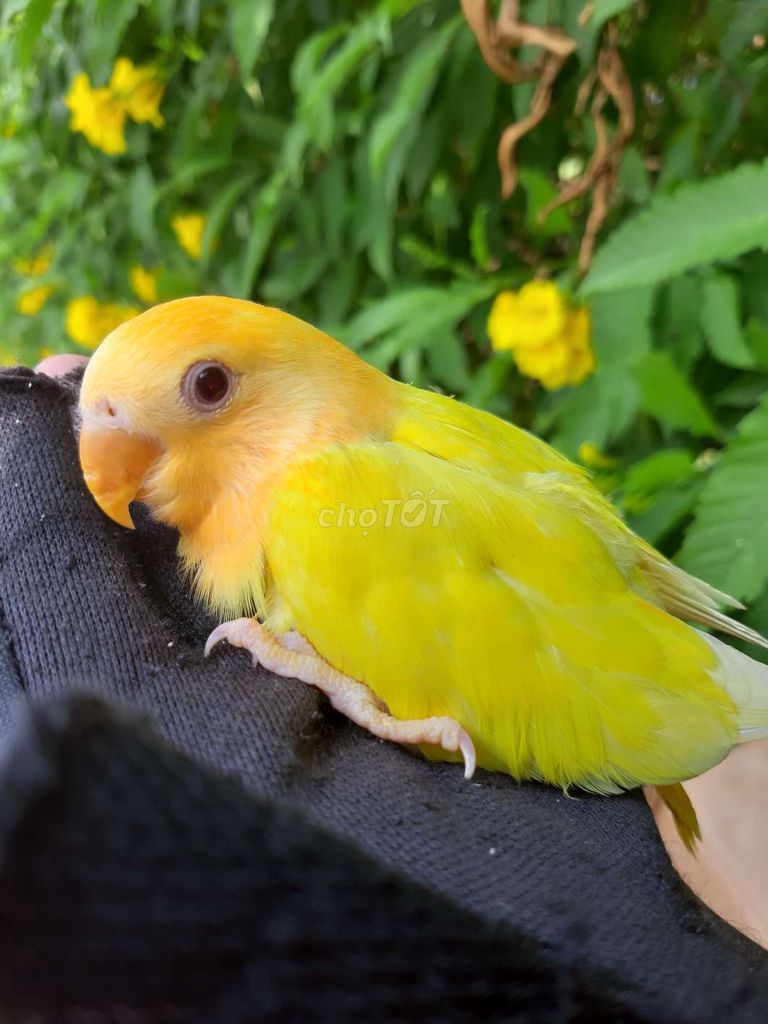 Chim cảnh màu Vàng. Mua bán Chim tại Quận Gò Vấp Tp Hồ Chí Minh được đăng bởi Bao Bao hình 1