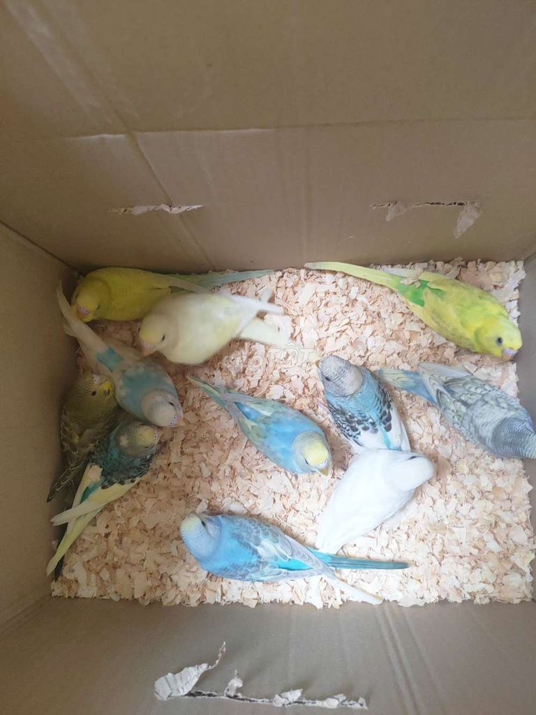 Chim Vẹt Úc nhiều màu zx to đuôi dài. Mua bán Chim tại Quận Hai Bà Trưng Hà Nội được đăng bởi Shop chim cảnh hình 1