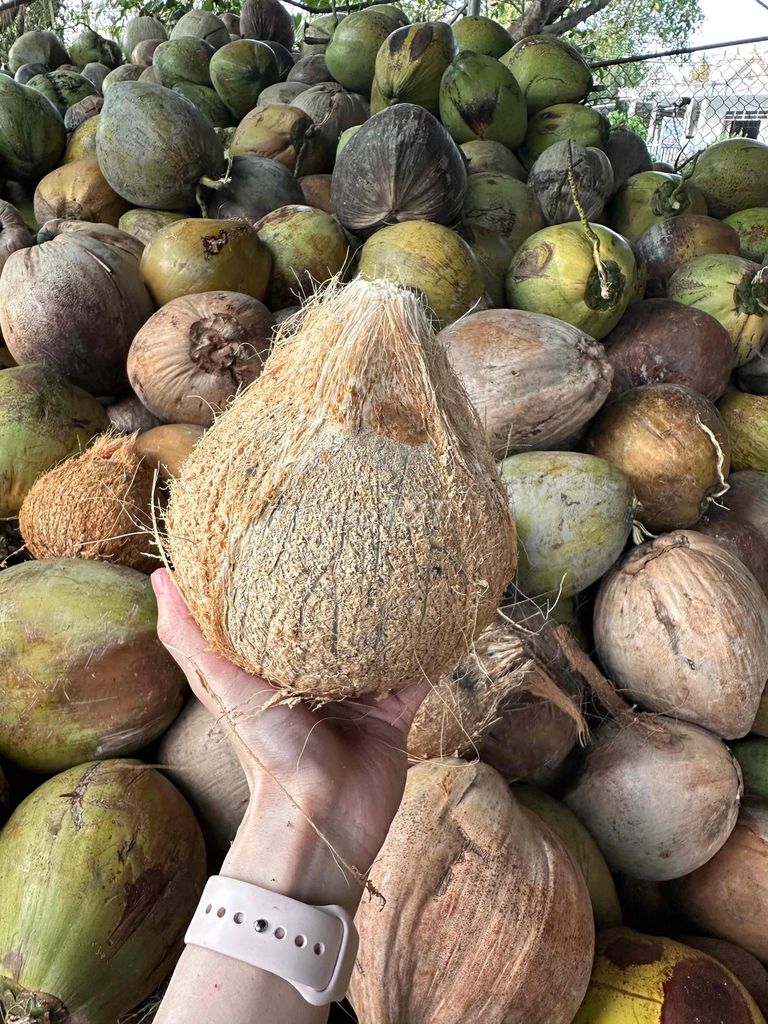 DỪA KHÔ, MỤN SƠ DỪA Vĩnh Long. Mua bán Đồ ăn, thực phẩm và các loại khác tại Huyện Long Hồ Vĩnh Long được đăng bởi Cúc hình 1