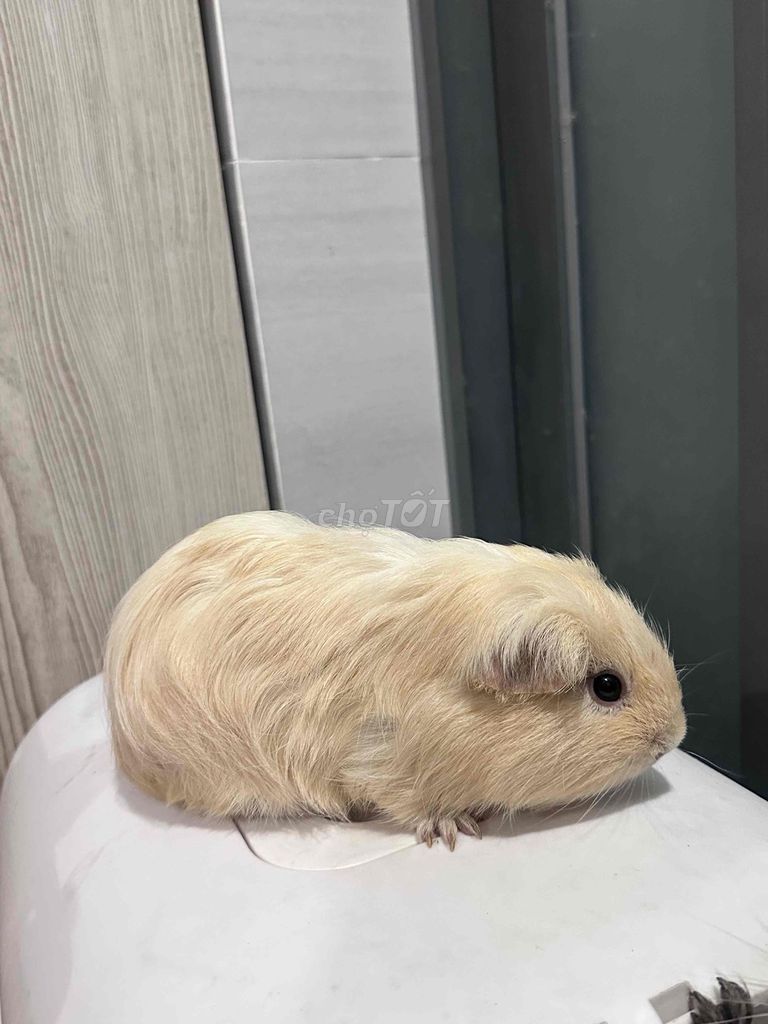 Chuột lang đực không lông TP.HCM. Mua bán Thú cưng khác tại Quận 5 Tp Hồ Chí Minh được đăng bởi Kai hình 1