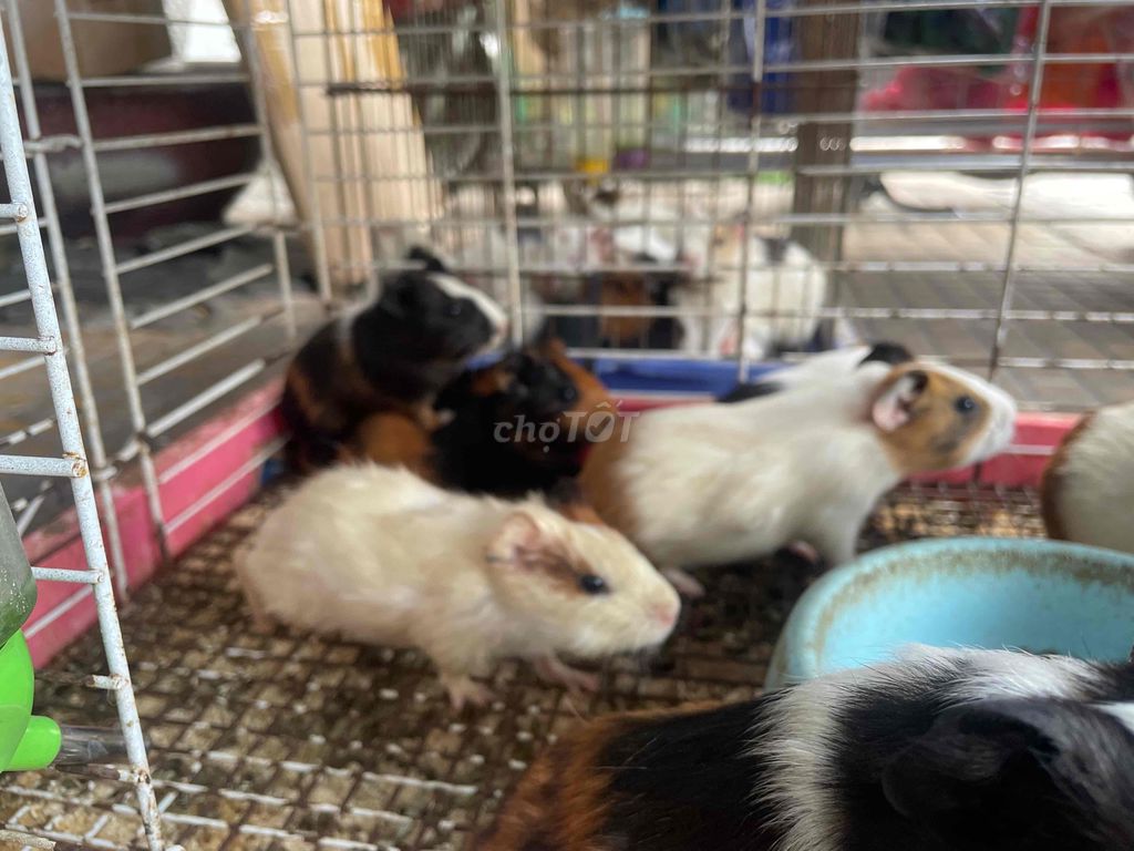 Thanh lý bọ ú chuột lang. Mua bán Thú cưng khác tại Quận 11 Tp Hồ Chí Minh được đăng bởi Linh hình 4