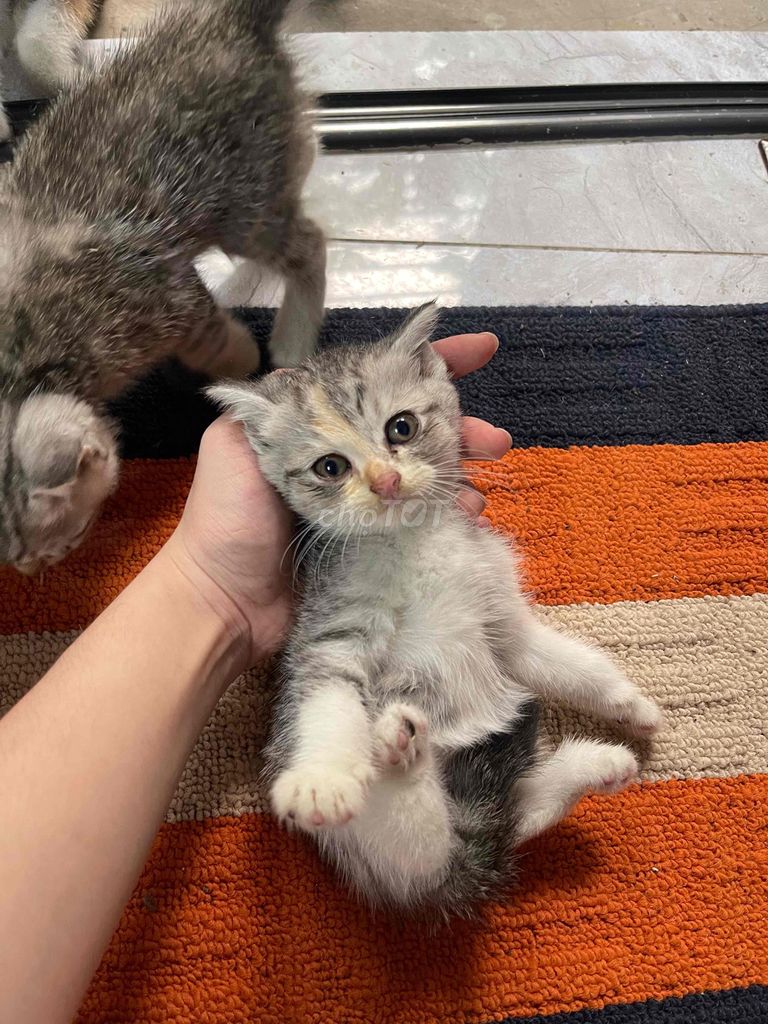 Mèo Anh lông ngắn lai. Mua bán Mèo tại Quận 8 Tp Hồ Chí Minh được đăng bởi minh thư hình 1