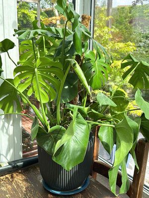 Monstera (Trầu bà lá xẻ) 490l. Mua bán Cây cảnh, đồ trang trí tại Quận Gò Vấp Tp Hồ Chí Minh được đăng bởi Tiệm CÂY Giá Rẻ