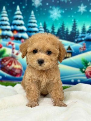 poodle vàng mơ. Mua bán Chó tại Thành phố Bến Tre Bến Tre được đăng bởi Mì Mì House 