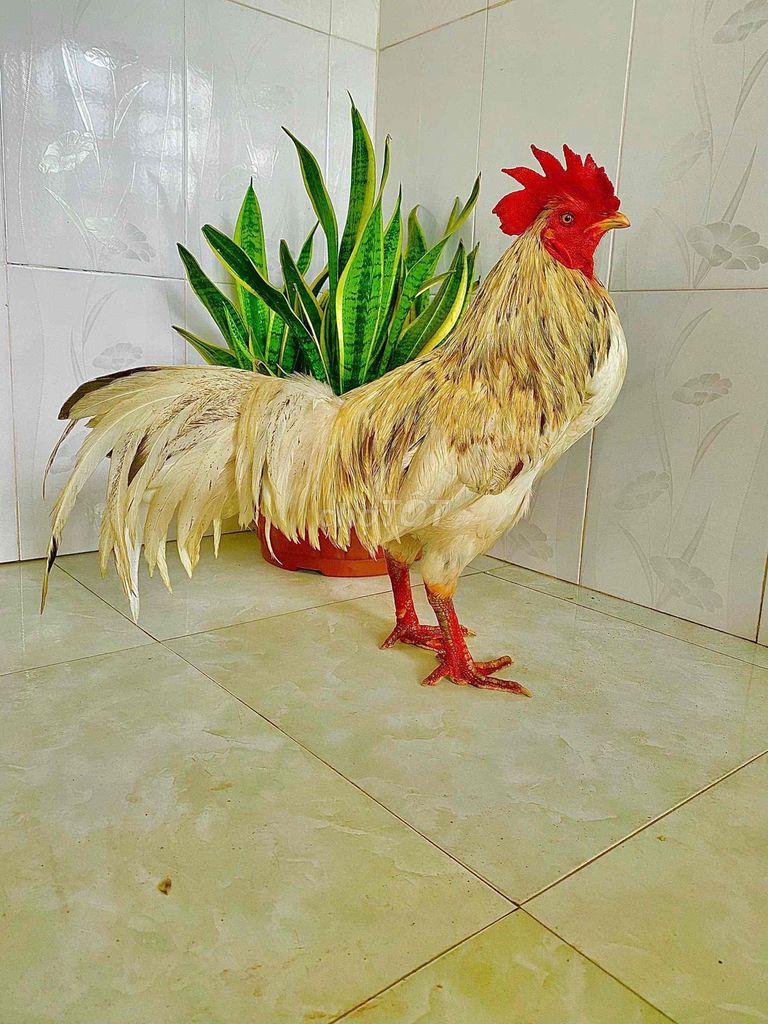 🍀Bướm chân xanh 3k2 đồ hiệu. Mua bán Gà tại Thành phố Ngã Bảy Hậu Giang được đăng bởi TRẠI GÀ TẤN PHÁT 68 hình 1