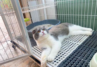 bicolor đực tai cụp mặt cân. Mua bán Mèo tại Quận Nam Từ Liêm Hà Nội được đăng bởi bé sún