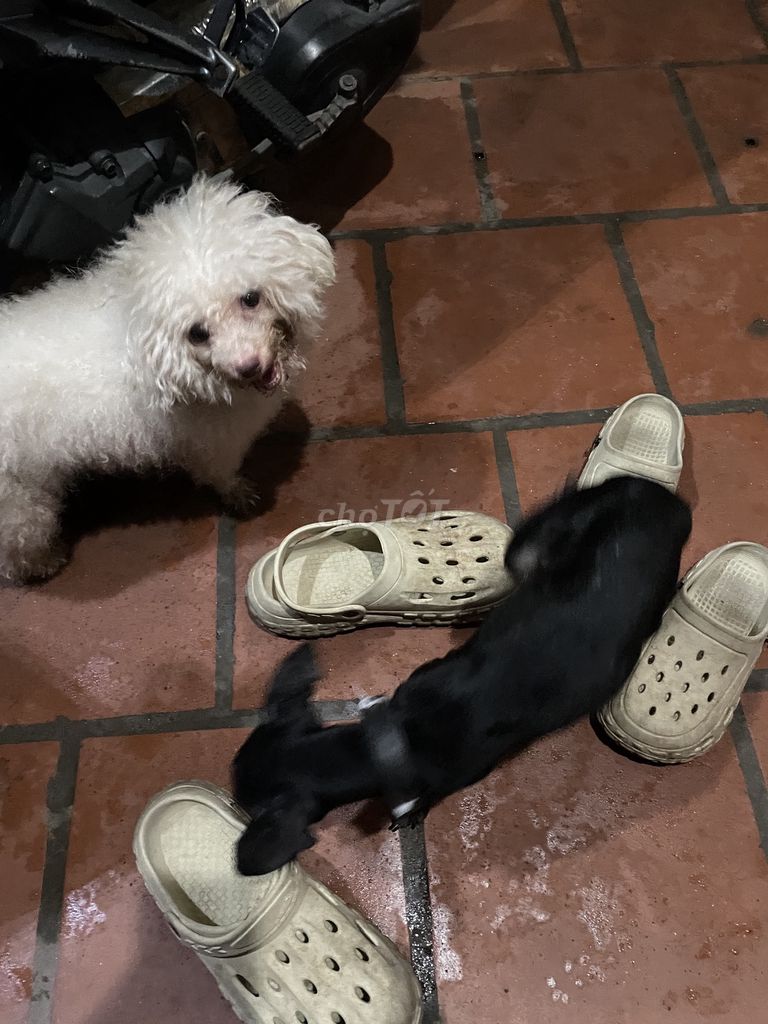 Chó Poodle đen trắng cả hai. Mua bán Chó tại Huyện Đông Anh Hà Nội được đăng bởi HÙNG LICOGI QUÝ hình 1