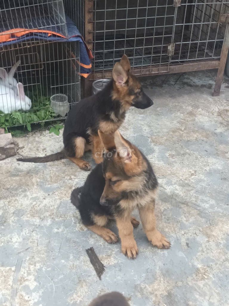 Bécgie đức thuần chủng.bố nhập. Mua bán Chó tại Thành phố Phủ Lý Hà Nam được đăng bởi Vũ Văn Nghĩa hình 6