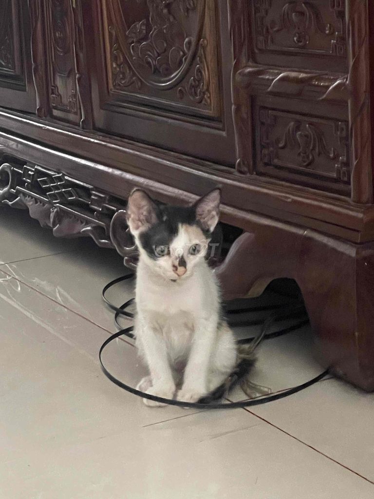 Mèo Khoẻ mạnh đã xổ giun. Mua bán Mèo tại Thành phố Thủ Đức Tp Hồ Chí Minh được đăng bởi Thu Thủy hình 1