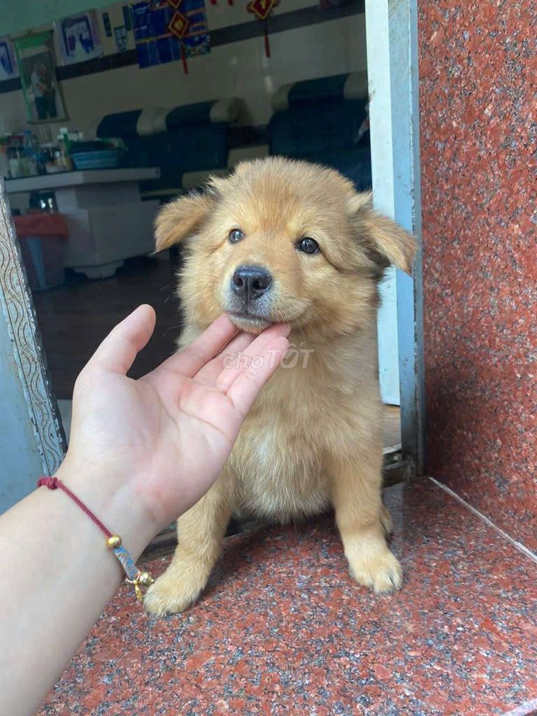 chó con lai Becgie vs Alaska 2 tháng. Mua bán Chó tại Quận Bình Tân Tp Hồ Chí Minh được đăng bởi My hình 1