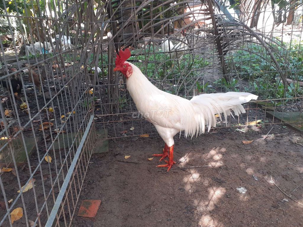 ai bán gà hả vào xem .gặp khách mua gà lừa đảo. Mua bán Gà tại Huyện Gò Quao Kiên Giang được đăng bởi trại gà lai, lò cựa út mân kiên giang ship toàn quốc  hình 1