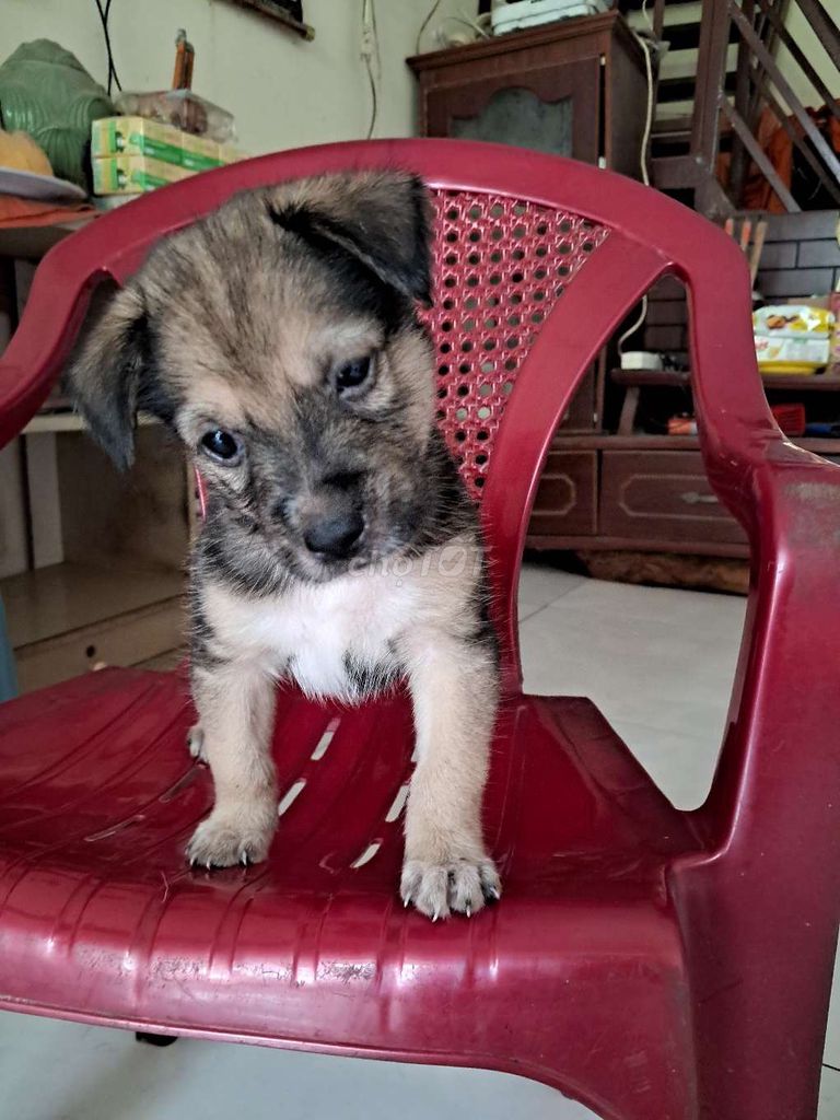 Đàn Chó Lai Nhật 4 con lùn đực 1 tháng. Mua bán Chó tại Huyện Củ Chi Tp Hồ Chí Minh được đăng bởi Võ Minh Shop  hình 1