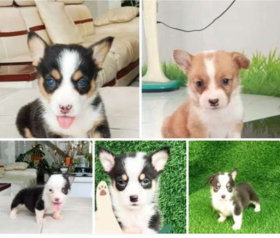 Trại Chó Hoàng Dũng: Corgi Tricolor