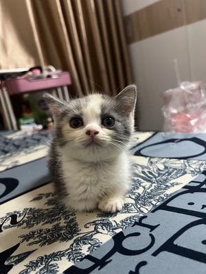 Mèo anh tam thể. Mua bán Mèo tại Thành phố Cao Lãnh Đồng Tháp được đăng bởi Vi Nguyen