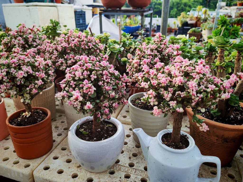Cây cảnh Đô la hồng Chậu sứ Hồng, Xanh. Mua bán Cây cảnh, đồ trang trí tại Quận Cẩm Lệ Đà Nẵng được đăng bởi Hoàng T N Phương  hình 1