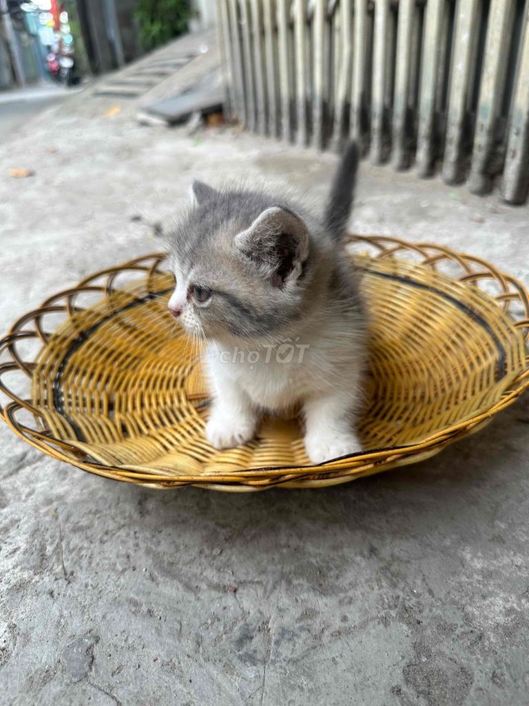 BÁN MÈO ANH CHÂN LÙN. Mua bán Mèo tại Quận 8 Tp Hồ Chí Minh được đăng bởi Khang Nguyễn hình 1