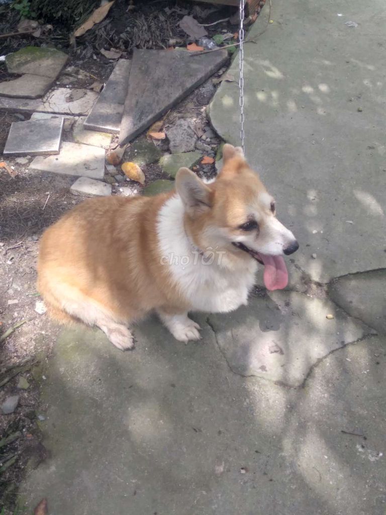 Chó Corgi Nâu trắng. Mua bán Chó tại Quận 12 Tp Hồ Chí Minh được đăng bởi đăng khôi hình 1