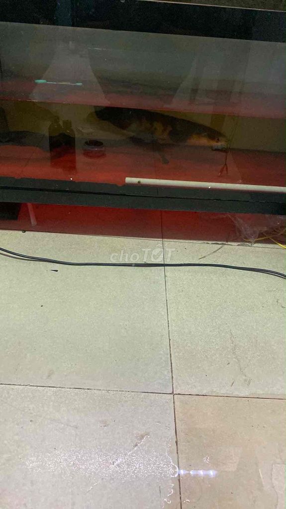 Cá lóc Red Barito 44cm lỗi sọc dễ nuôi. Mua bán Thú cưng khác tại Quận Bình Tân Tp Hồ Chí Minh được đăng bởi Lê Nguyên hình 1