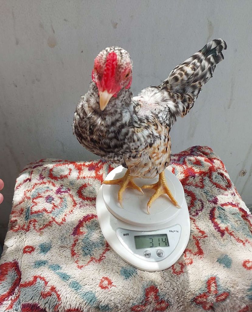 Gà trống Tre Bắc Cộc Cú Cườm 5 tháng 314g. Mua bán Gà tại Quận 11 Tp Hồ Chí Minh được đăng bởi thiên  hình 1