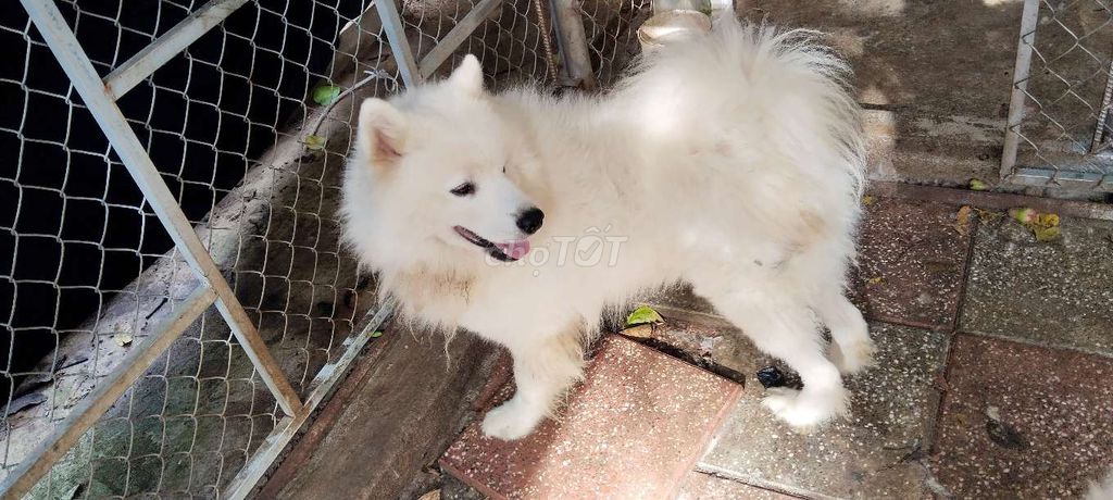 Chó Samoyed Cái Trắng Dưới 1 tuổi. Mua bán Chó tại Huyện Châu Đức Bà Rịa - Vũng Tàu được đăng bởi Cao Son hình 1