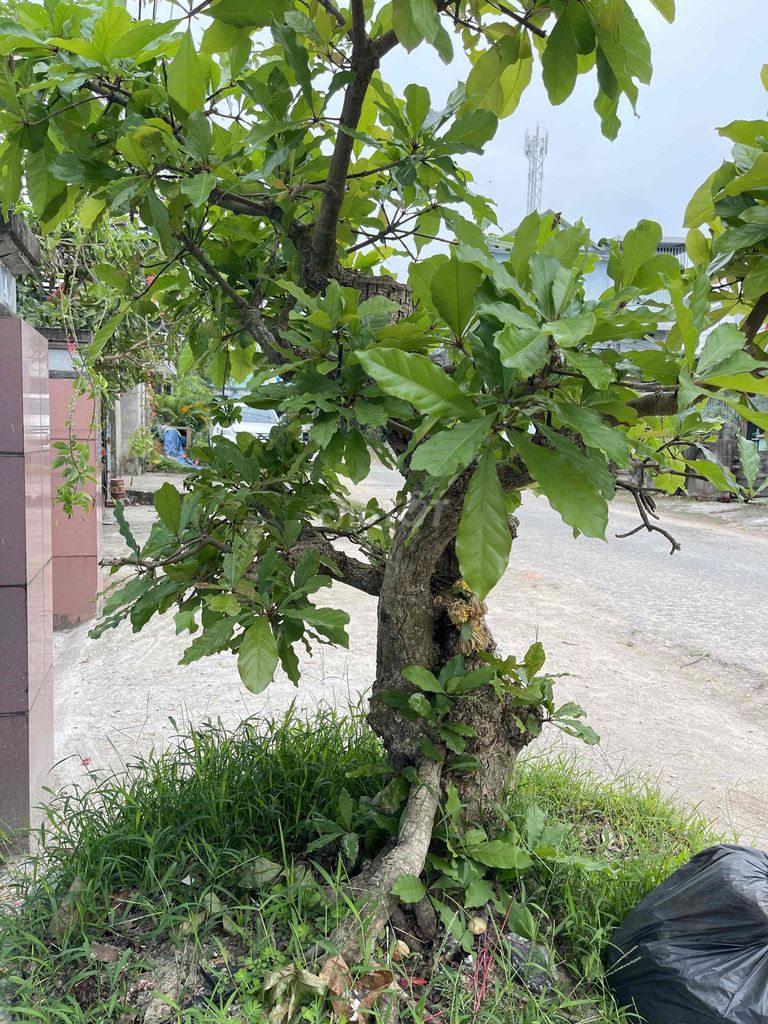 Cây cảnh Lộc vừng trang trí nhà cửa. Mua bán Cây cảnh, đồ trang trí tại Thị xã Hương Thủy Thừa Thiên Huế được đăng bởi Hung hình 1