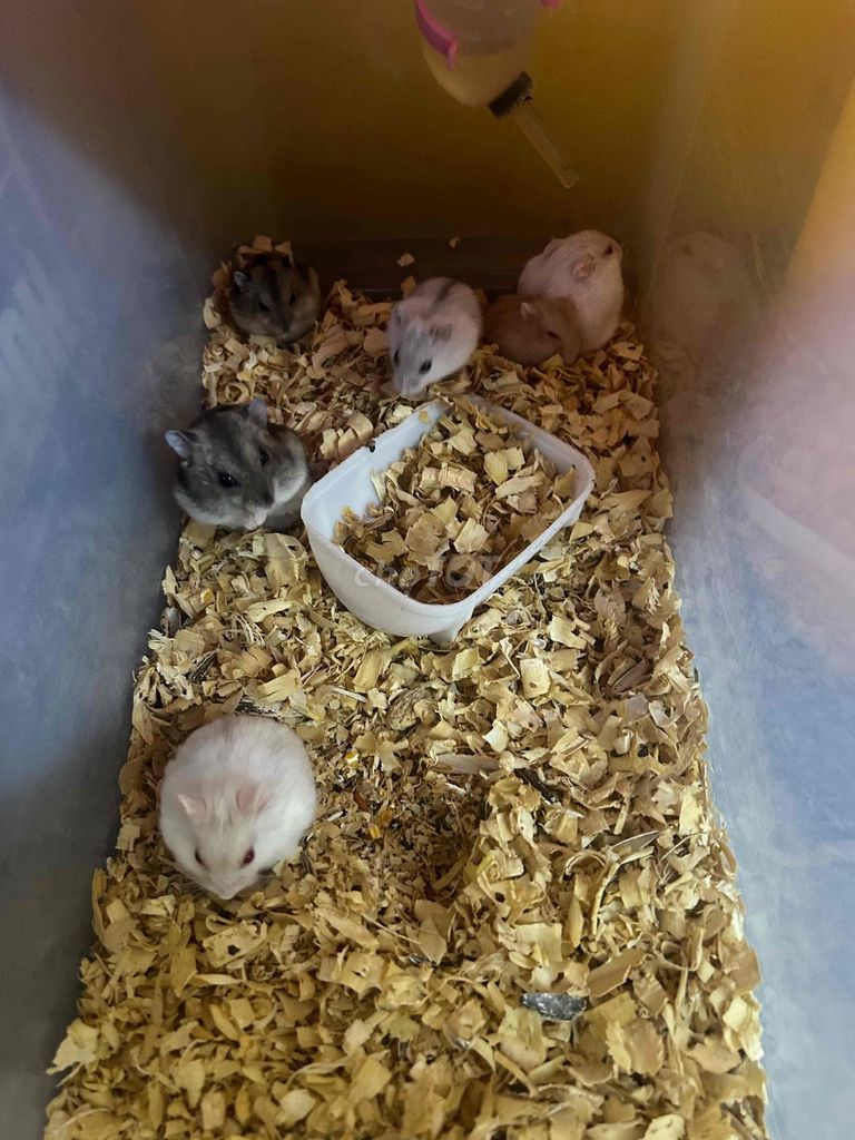 Chuột Hamster WW hơn 1 tháng tuổi và sắp ss. Mua bán Thú cưng khác tại Quận Tân Phú Tp Hồ Chí Minh được đăng bởi Huy hình 1