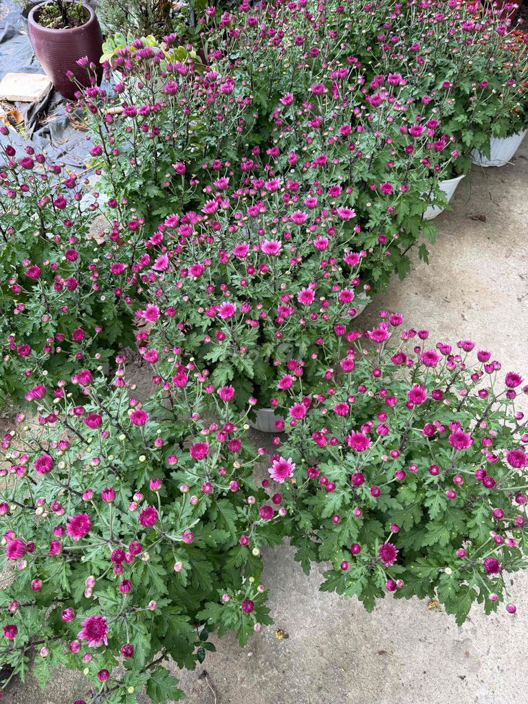 Hoa cảnh Tết đa màu. Mua bán Cây cảnh, đồ trang trí tại Thành phố Huế Thừa Thiên Huế được đăng bởi Hoàng Nhật hình 1