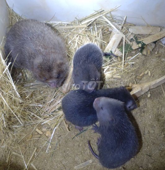 Dúi ở Hà Nội, con baby 700k 1 con. Mua bán Thú cưng khác tại Quận Thanh Xuân Hà Nội được đăng bởi Cao Tường Vi  hình 1