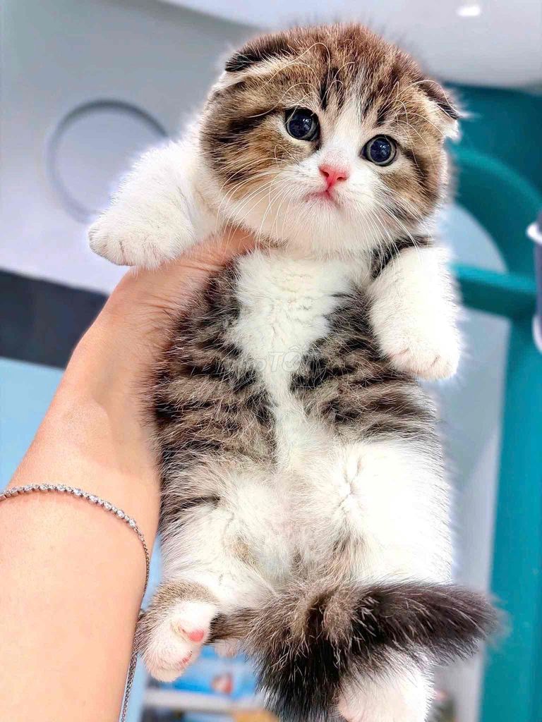 Mèo Munchkin Scottish Fold. Mua bán Mèo tại Quận Đống Đa Hà Nội được đăng bởi Meow Meow Cattery hình 1
