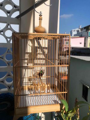 Thanh lý trọn bộ 7 màu đang thay lông.. Mua bán Chim tại Quận 5 Tp Hồ Chí Minh được đăng bởi Anh HuGo