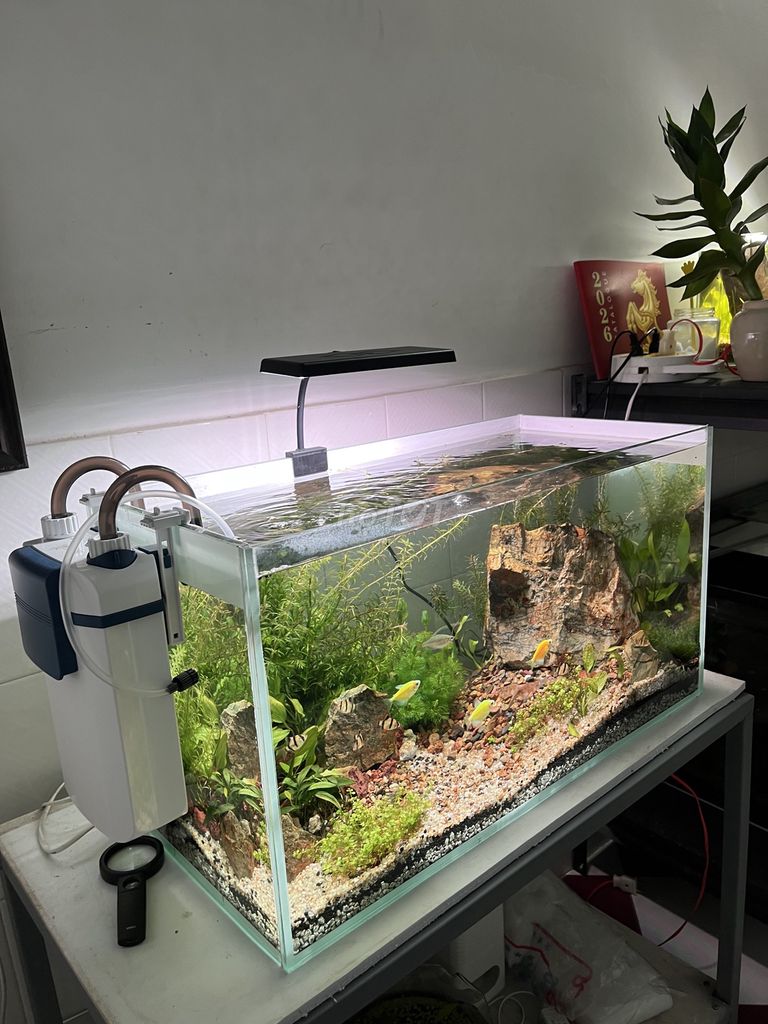 Hồ thủy sinh 65x30x35cm. Mua bán Phụ kiện, Thức ăn, Dịch vụ tại Thành phố Bà Rịa Bà Rịa - Vũng Tàu được đăng bởi Vũ Quốc Hùng hình 1