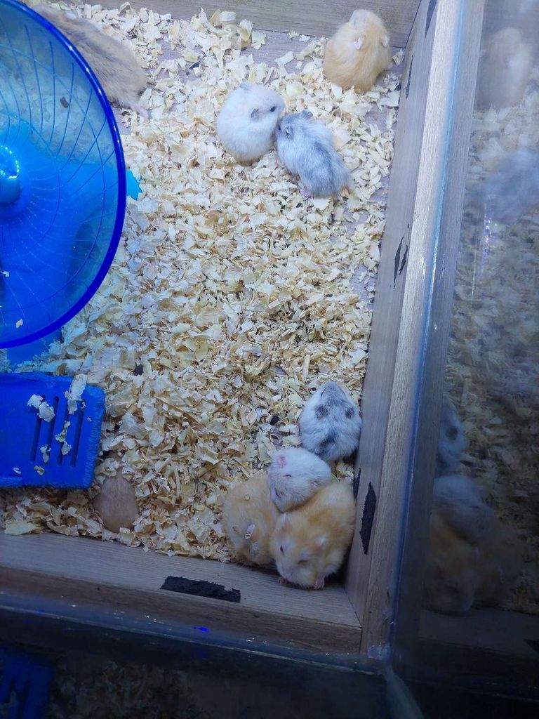 Chuột Hamster nhiều màu. Mua bán Thú cưng khác tại Huyện Hóc Môn Tp Hồ Chí Minh được đăng bởi TRƯƠNG THI BÍCH DIÊN  hình 1