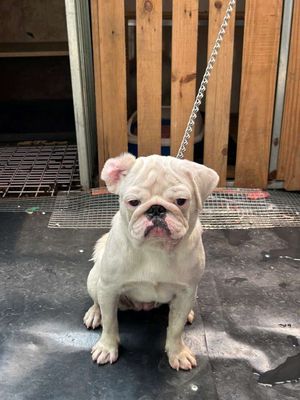 Chó pug mặt xệ trắng đã tiêm phòng