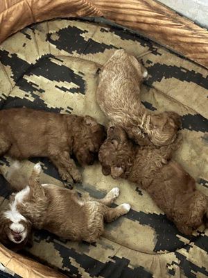 Chó Poodle Nâu con