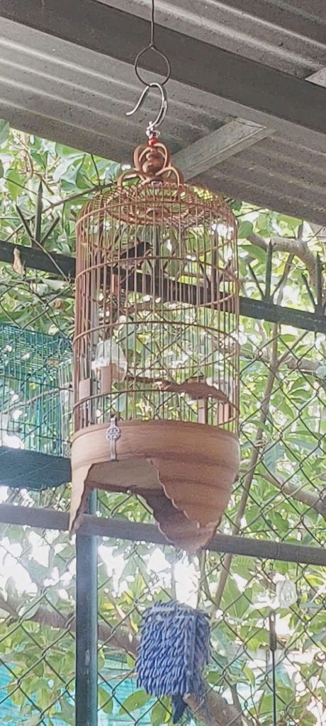 óc mít hơn mùa hót khứa đứng lụp chim ko lồng. Mua bán Chim tại Huyện Vĩnh Cửu Đồng Nai được đăng bởi Tấn Khang hình 1