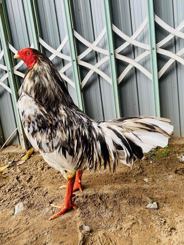 Gà chọi Ngũ sắc trống 2.7kg. Mua bán Gà tại Quận Cái Răng Cần Thơ được đăng bởi chicken heniken hình 1
