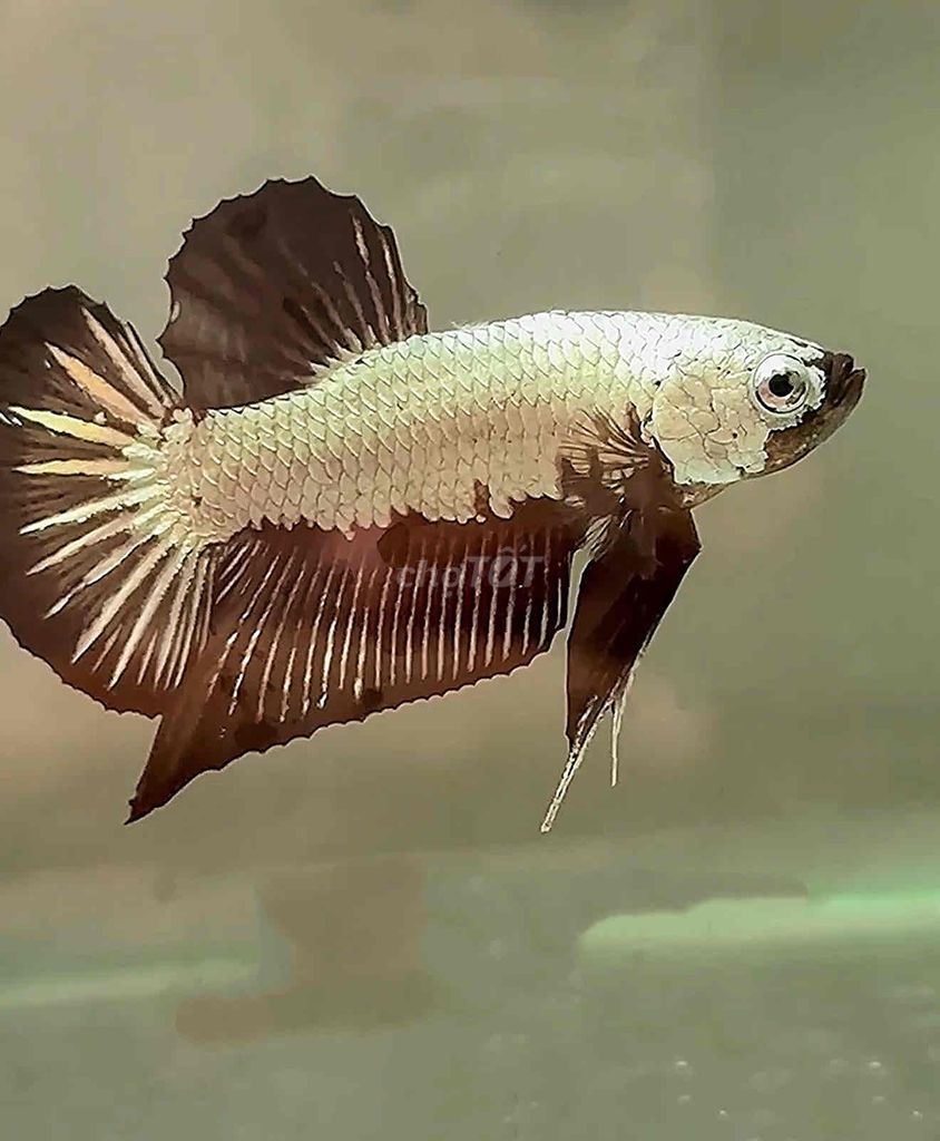Thanh lý lại nhiều cá (lúa rẽ như cho)