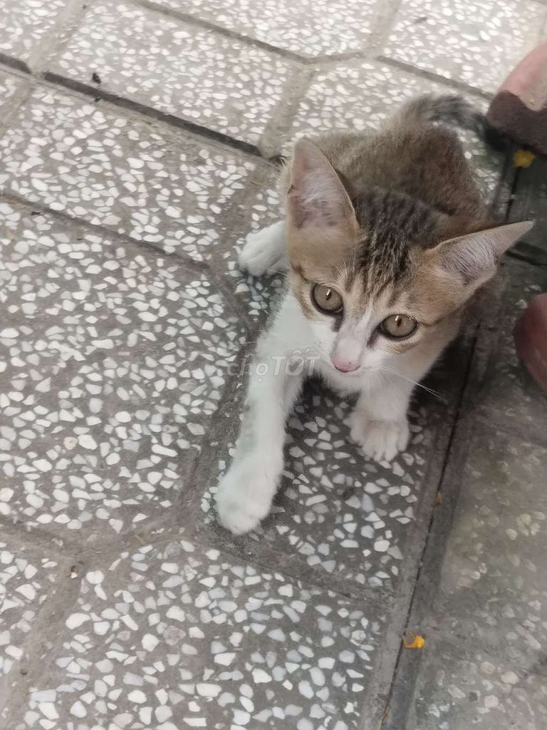 Mèo nhiều màu 3 tháng tuổi. Mua bán Mèo tại Huyện Trảng Bom Đồng Nai được đăng bởi Gia Hân hình 1