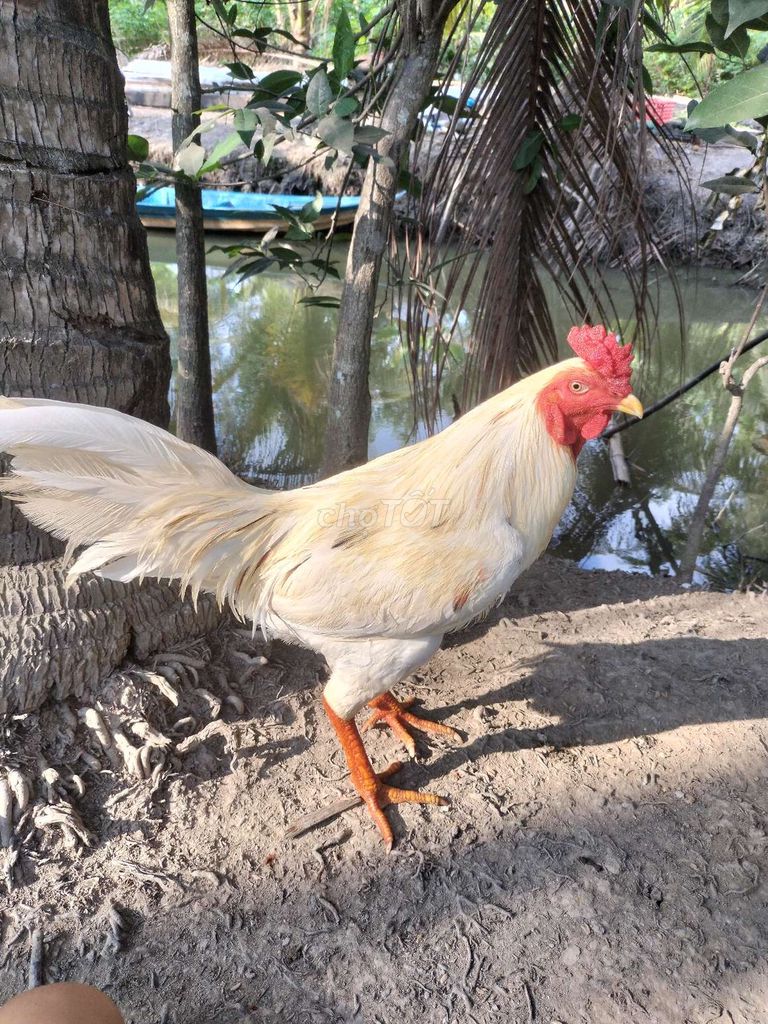 Gà trống Trắng 2.75kg Lông mới. Mua bán Gà tại Huyện Phụng Hiệp Hậu Giang được đăng bởi Phuc Pham hình 1