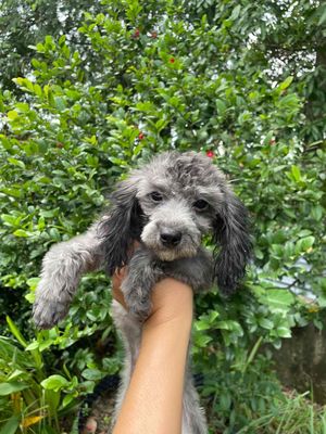 poodle xám. Mua bán Chó tại Huyện Châu Thành Tây Ninh được đăng bởi Linh