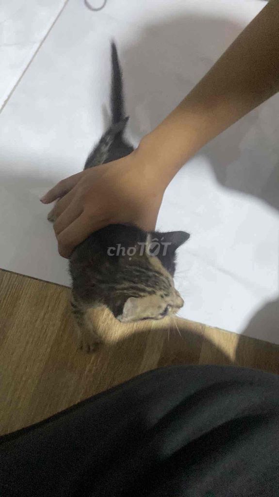 cần trao đổi pate cho mèo mẹ. Mua bán Mèo tại Thành phố Thủ Đức Tp Hồ Chí Minh được đăng bởi Thiều Phi Long hình 2