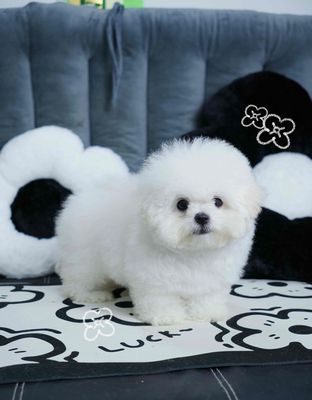 BICHON NHẬP + 4 tháng chủi. Mua bán Chó tại Quận 1 Tp Hồ Chí Minh được đăng bởi Ái Vy 