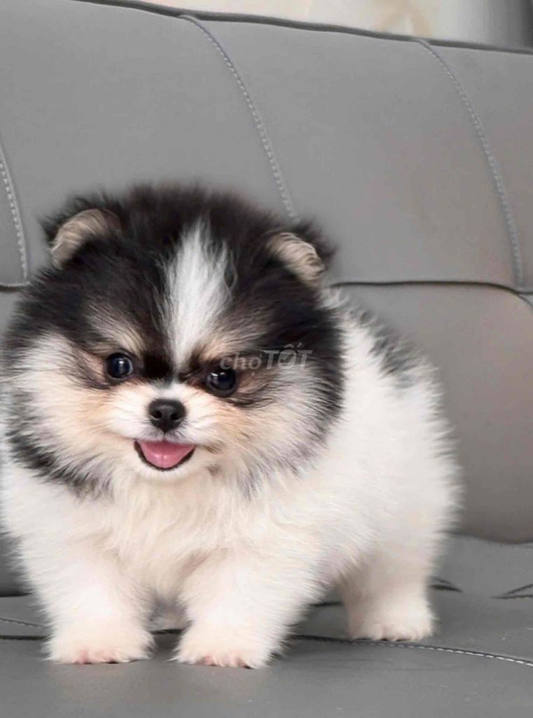 Chó Pomeranian Đen trắng đã tiêm. Mua bán Chó tại Quận Bình Tân Tp Hồ Chí Minh được đăng bởi Trang  hình 1