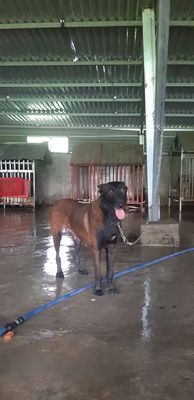 Béc bỉ cái đỏ đen 2,5 tuổi. Mua bán Chó tại Thành phố Buôn Ma Thuột Đắk Lắk được đăng bởi Anh Kien