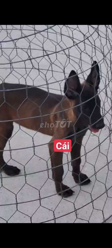 becgie cai. Mua bán Chó tại Thành phố Bà Rịa Bà Rịa - Vũng Tàu được đăng bởi thuy tran hình 1