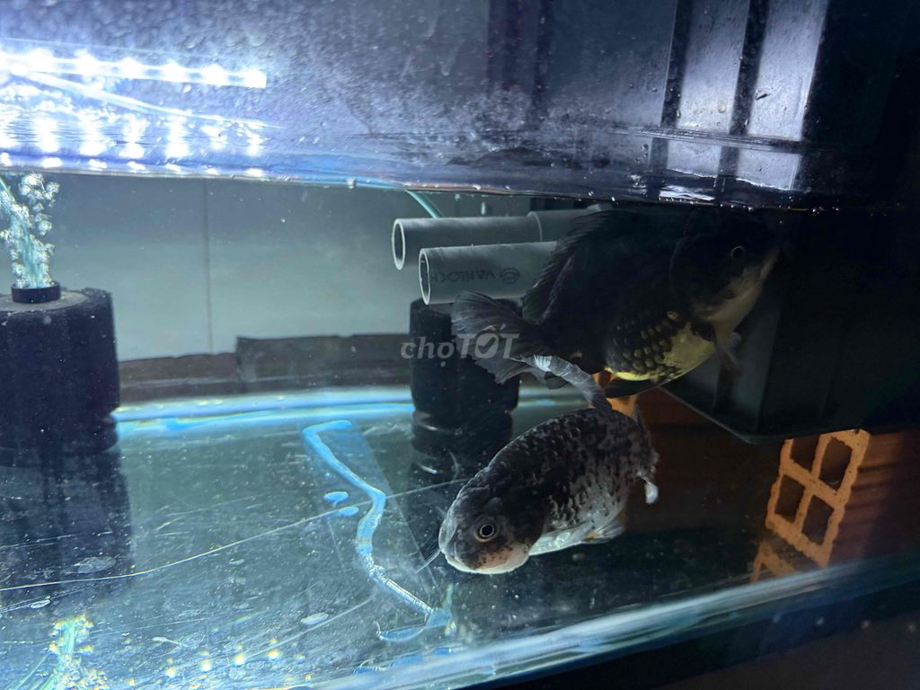 Cá Heo nước Oganda, Ranchu 3.5-4 inch 2 con. Mua bán Thú cưng khác tại Huyện Bình Chánh Tp Hồ Chí Minh được đăng bởi P M T hình 1