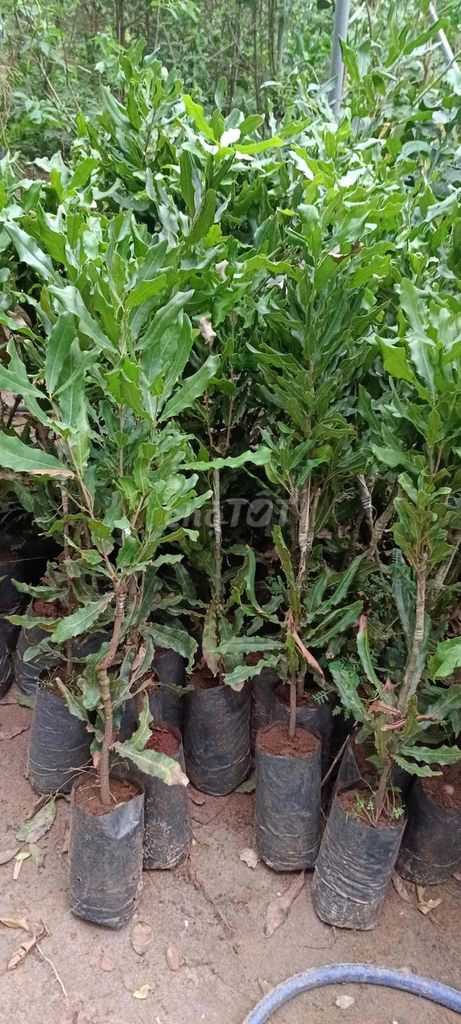Cây giống Mắc ca. Mua bán Đồ chuyên dụng, Giống nuôi trồng tại Huyện Sông Lô Vĩnh Phúc được đăng bởi Nhà vườn Ngọc Trang hình 1