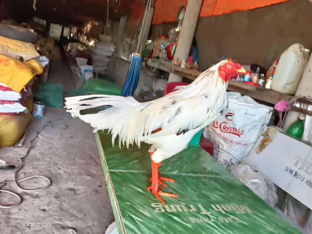 bướm  3.2kg tay cục lông mới. Mua bán Gà tại Huyện Phú Tân An Giang được đăng bởi Vủ kê hình 1