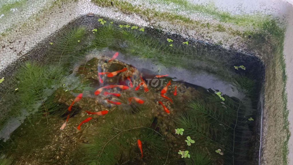 Cá Koi red ear seethu